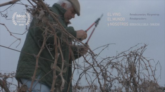 faena de poda en bodegas callejuela de sanlúcar